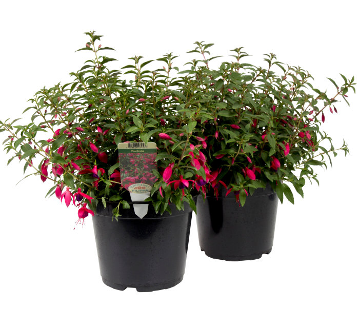 Fuchsia hybrid 21 cm potte